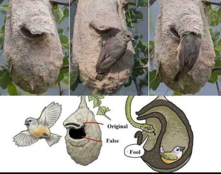 20張照片顛覆你常識，看完讓人疑惑真的假的！插圖8