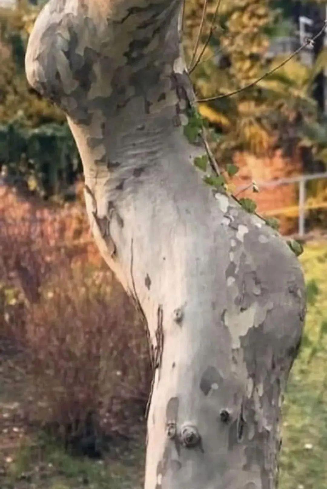 25張一眼會看錯的照片：你看到的，可能根本不是事實！挑戰一下？插圖