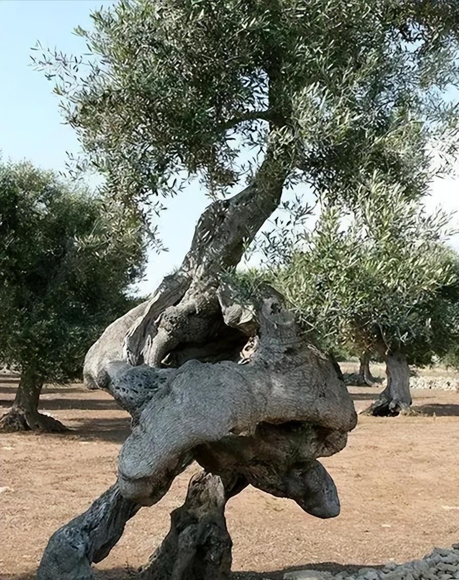 28棵“不正經”的樹：屁股、大長腿、搞笑臉，這屆樹木太會演了！插圖24