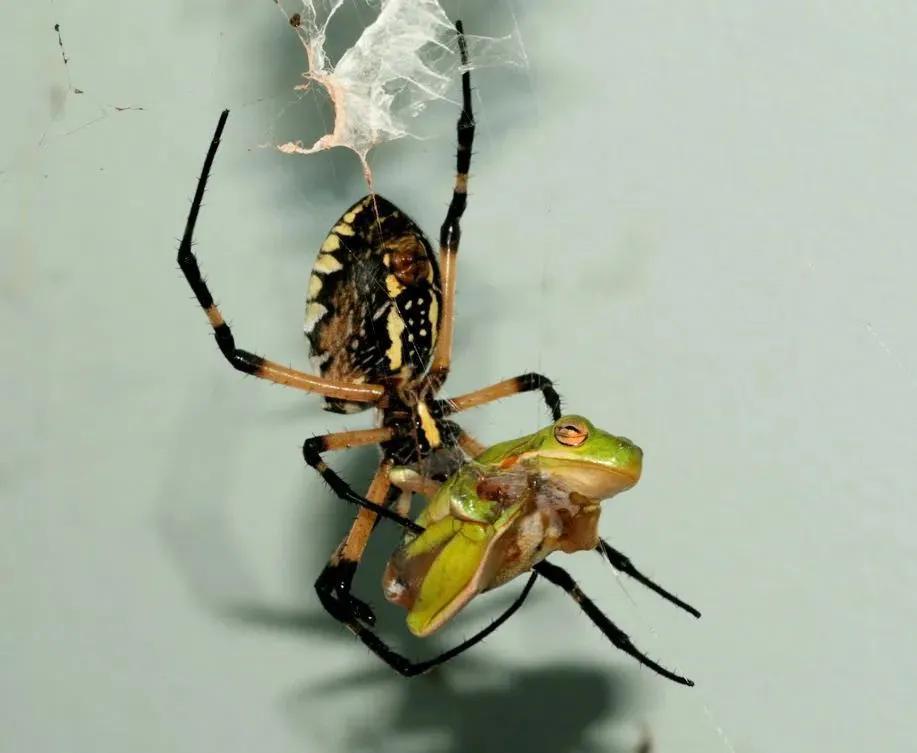 奇趣的動物攝影圖集，驚艷無比、大開眼界、難得一見插圖21