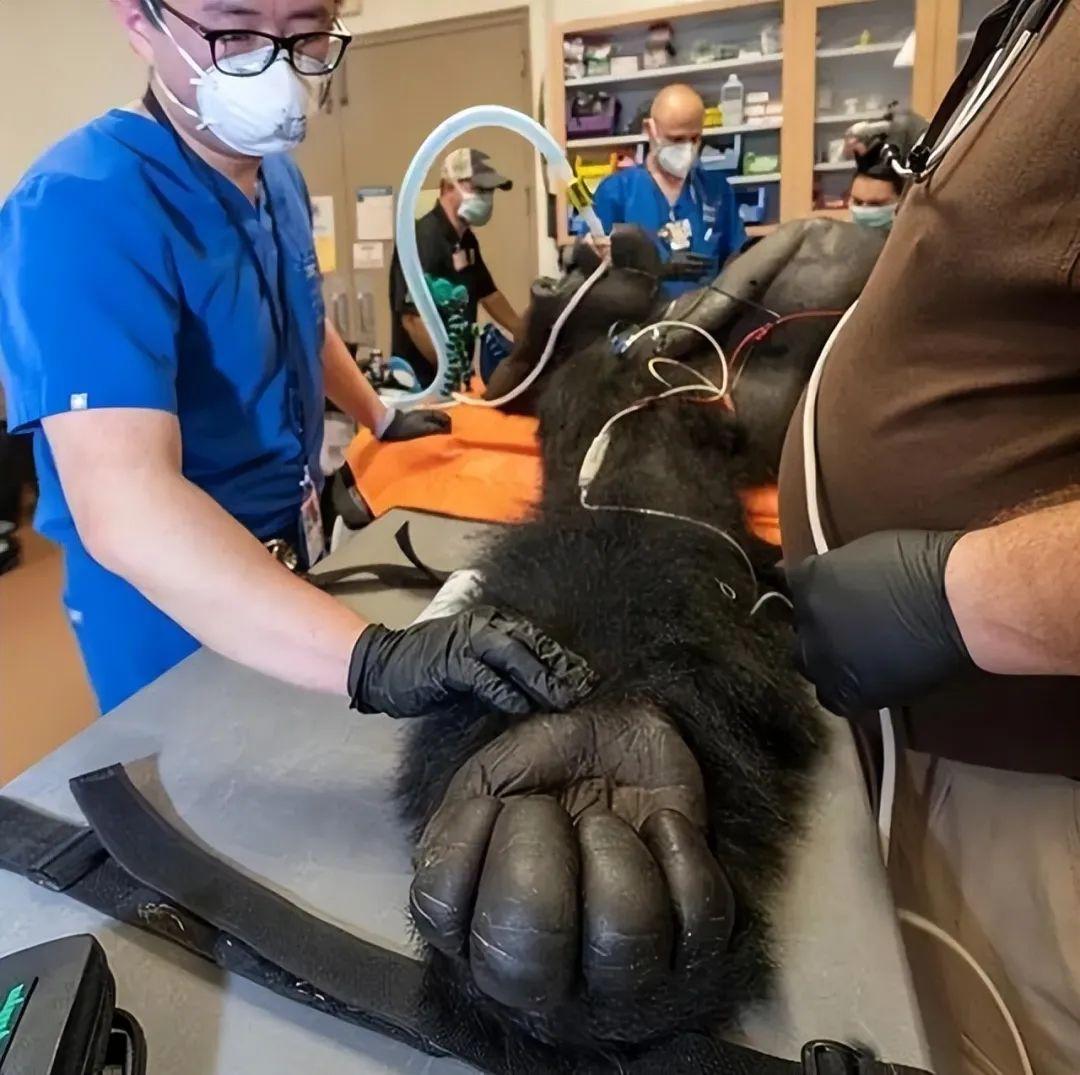 打破你對“正常尺寸”的認知，30個超乎尋常的尺寸，顛覆你的認知插圖24