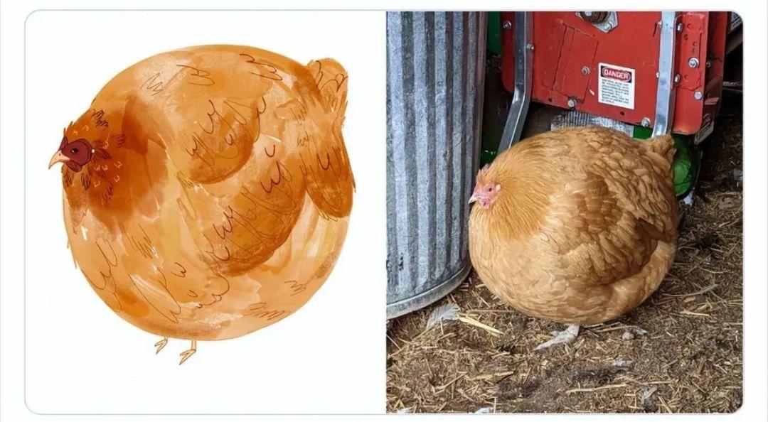 看完這31張圓形動物照，我才發現可愛原來也會讓人安靜下來插圖3