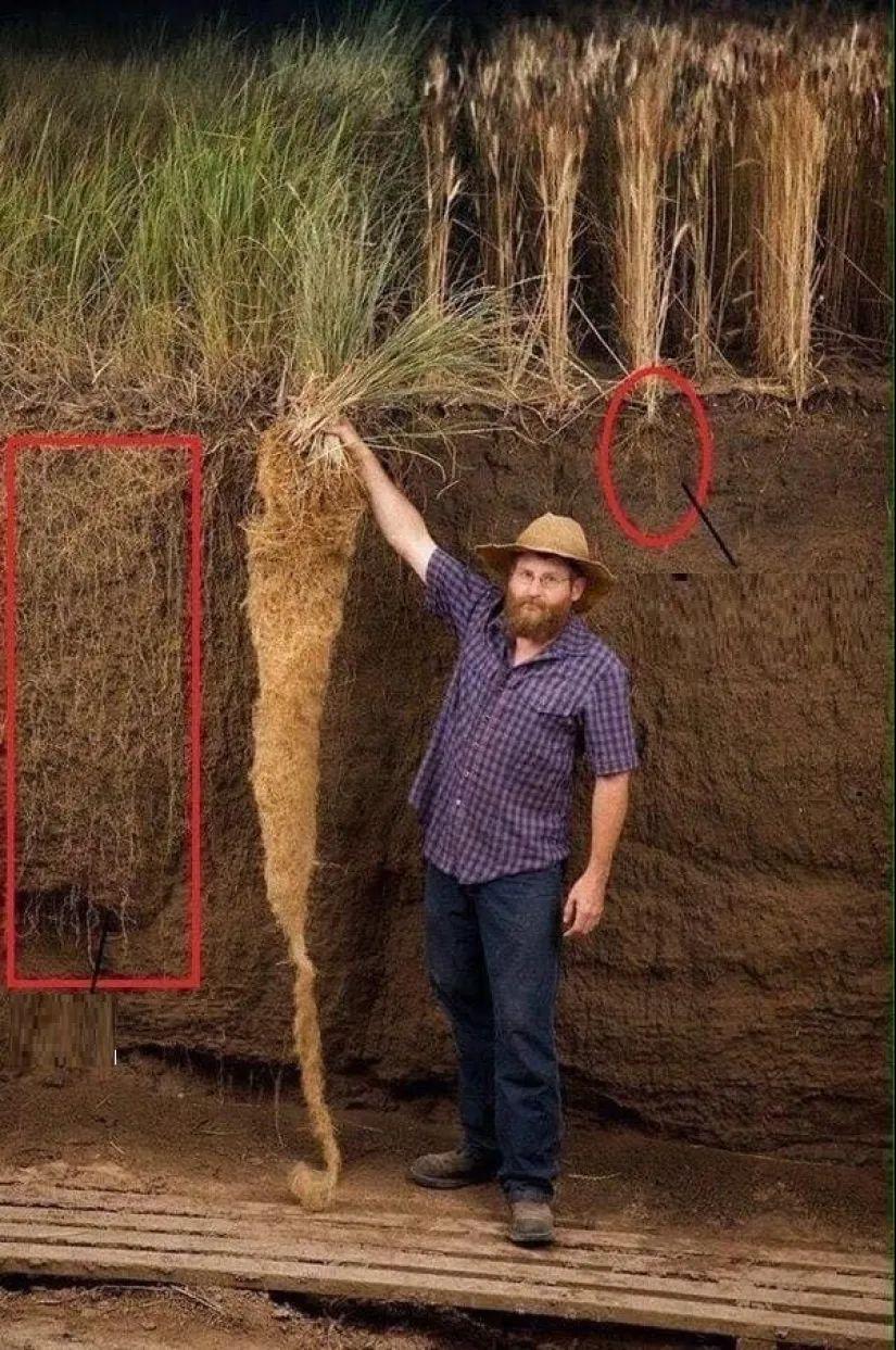 打破你對“正常尺寸”的認知，30個超乎尋常的尺寸，顛覆你的認知插圖29