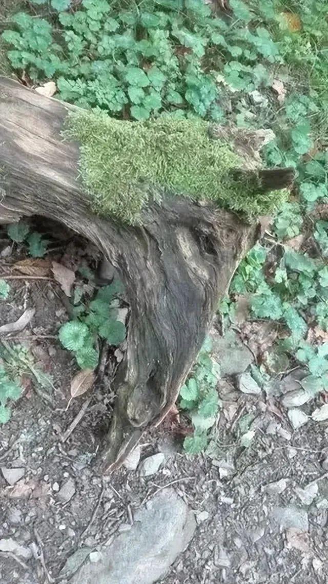 25張一眼會看錯的照片：你看到的，可能根本不是事實！挑戰一下？插圖22