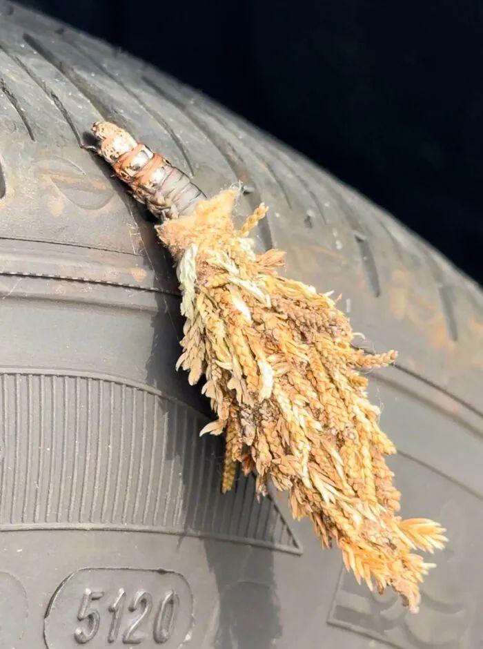 26種讓人眼前一亮的昆蟲插圖7