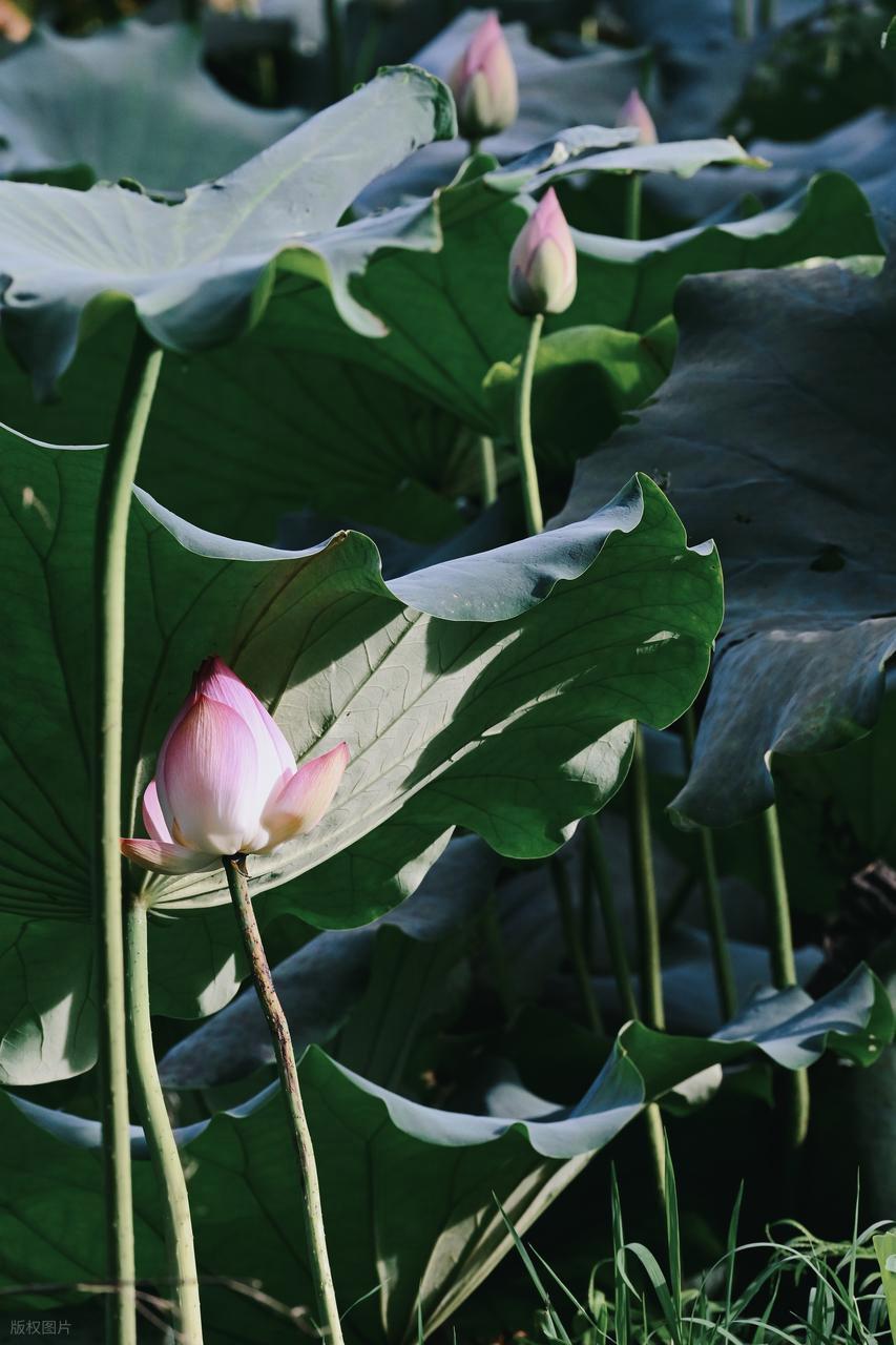 從“亂拍”到“出片”，攝影人的秘密全公開！插圖2