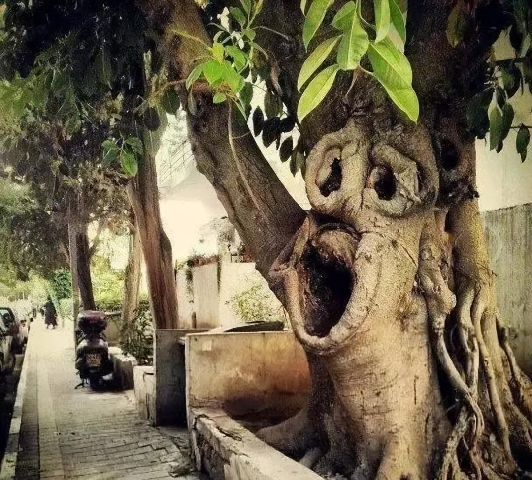 28棵“不正經”的樹：屁股、大長腿、搞笑臉，這屆樹木太會演了！插圖11