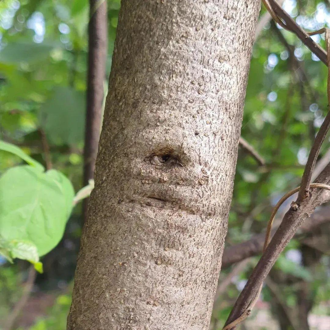 22張照騙，眼見不為實：它們正悄悄揭穿你的思維習慣插圖14