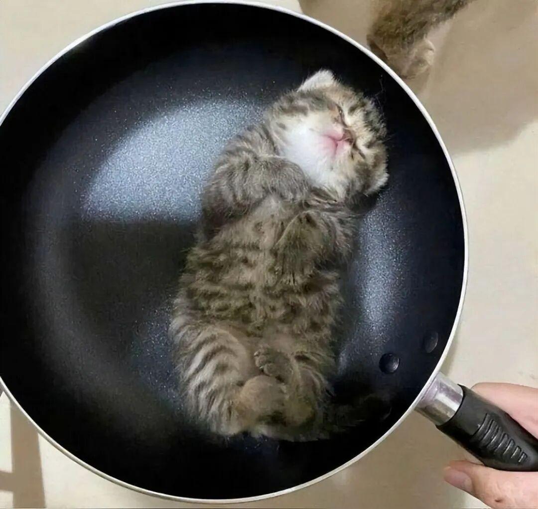 40次貓咪闖入最不合時宜的角落，卻意外戳中人類心底柔軟插圖24