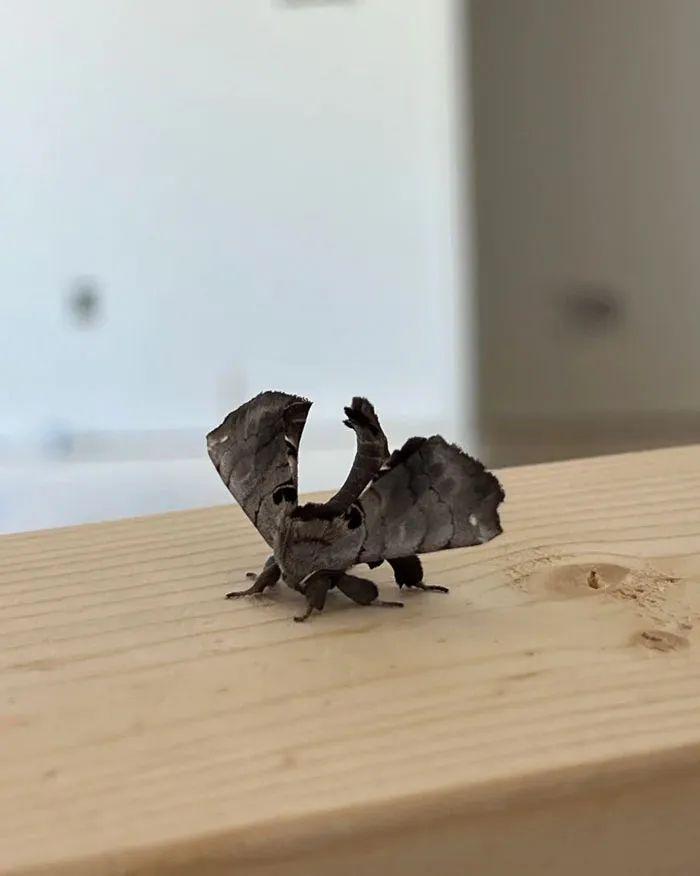 26種讓人眼前一亮的昆蟲插圖24