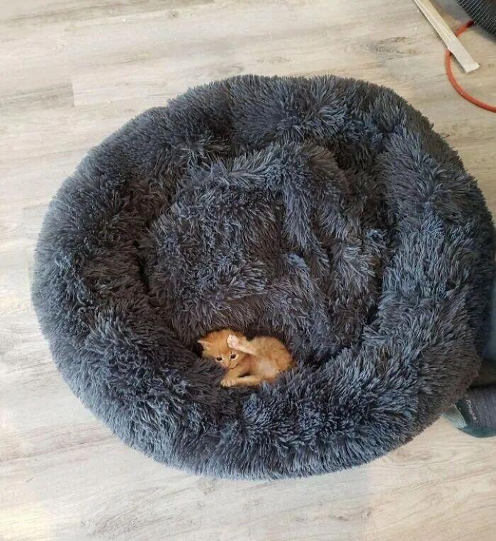 40次貓咪闖入最不合時宜的角落，卻意外戳中人類心底柔軟插圖34