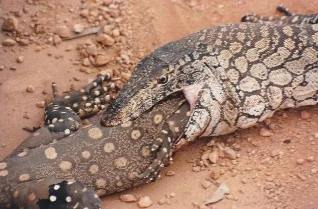 奇趣的動物攝影圖集，驚艷無比、大開眼界、難得一見插圖19