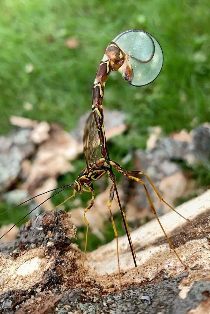 26種讓人眼前一亮的昆蟲插圖8