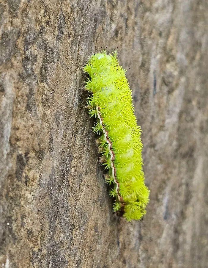 26種讓人眼前一亮的昆蟲插圖5