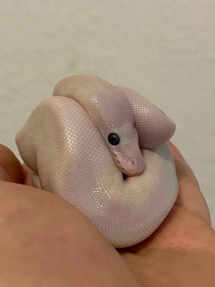 看完這31張圓形動物照，我才發現可愛原來也會讓人安靜下來插圖11