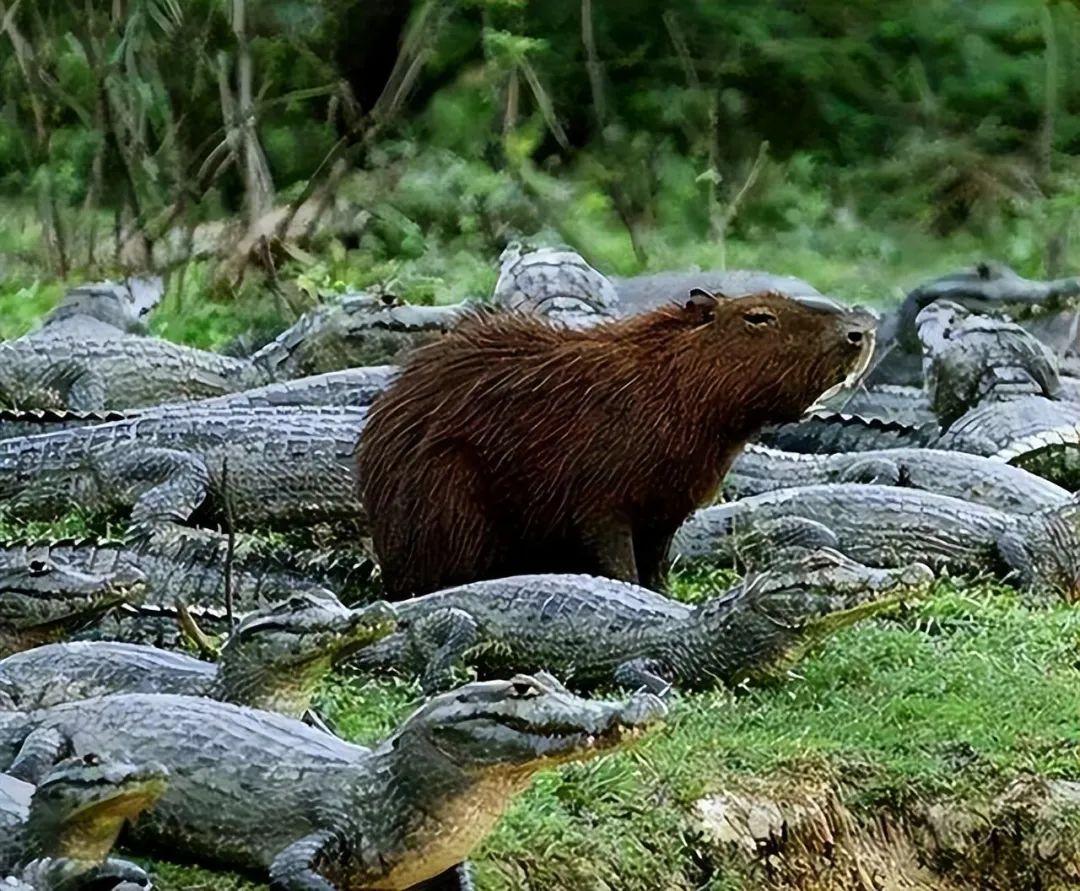 20張照片讓你大開眼界：原來地球比想象中還“離譜”！插圖16