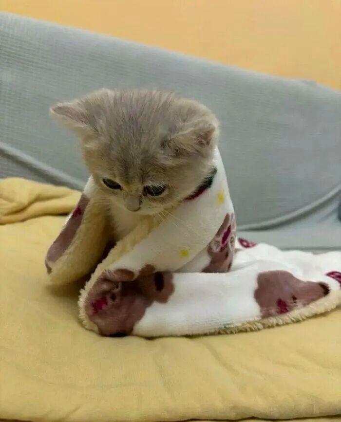 40次貓咪闖入最不合時宜的角落，卻意外戳中人類心底柔軟插圖38