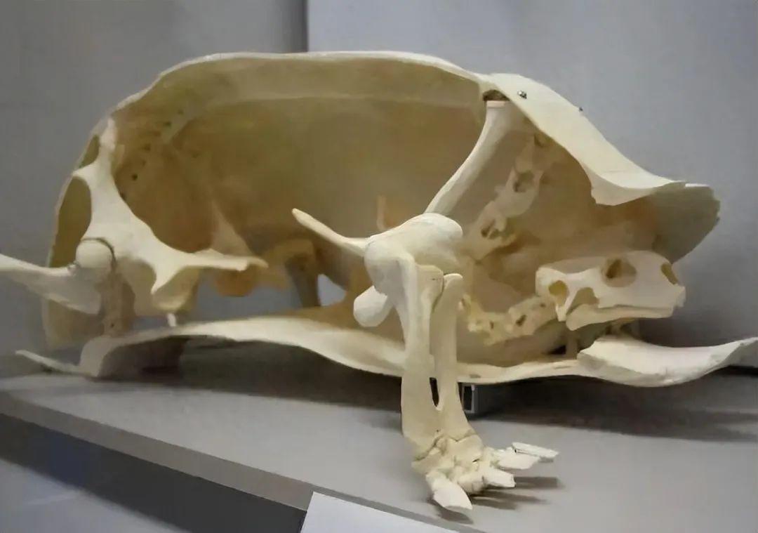 20張照片讓你大開眼界：原來地球比想象中還“離譜”！插圖5