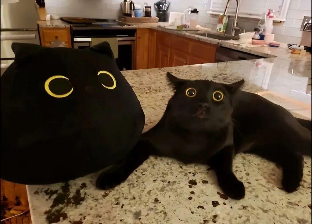 40次貓咪闖入最不合時宜的角落，卻意外戳中人類心底柔軟插圖25