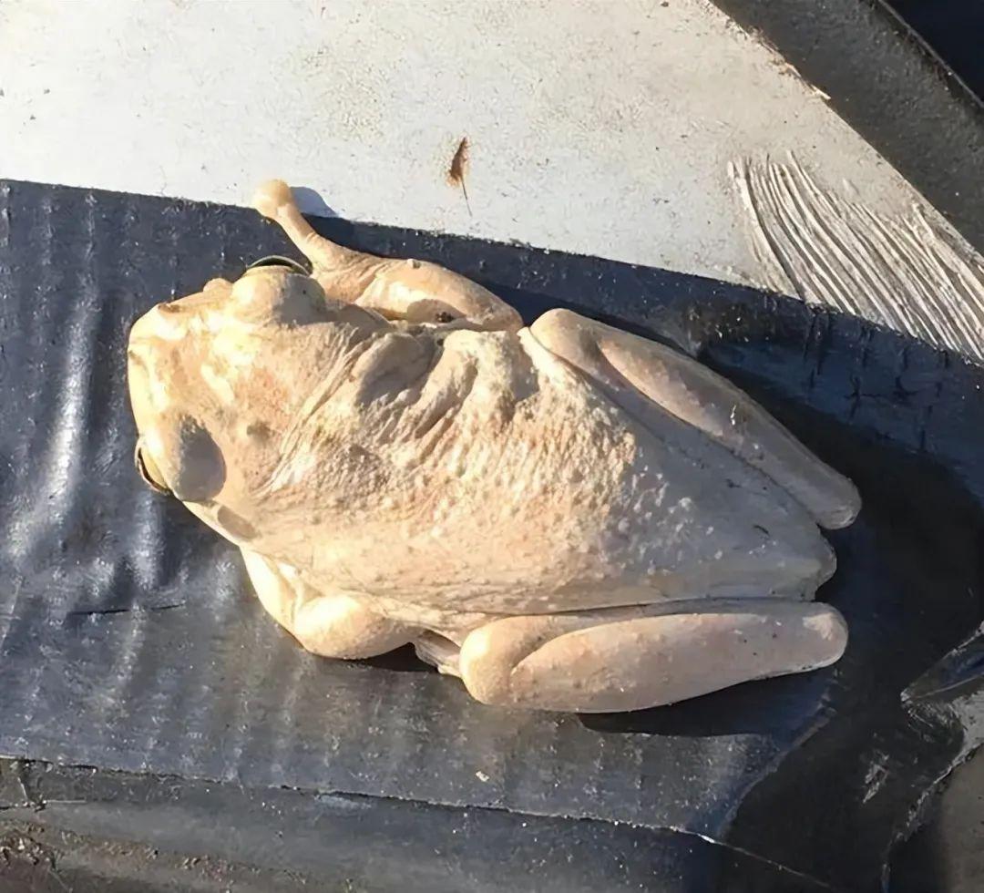 25張一眼會看錯的照片：你看到的，可能根本不是事實！挑戰一下？插圖14