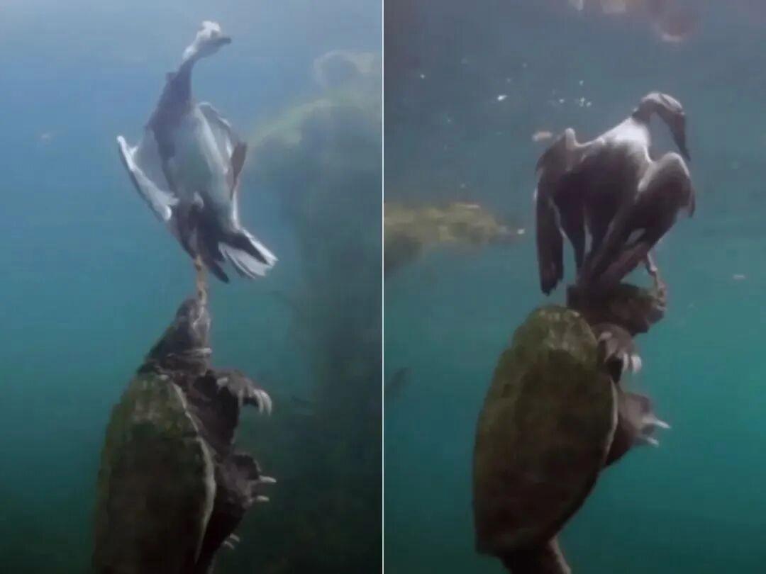 25個震撼瞬間：動物們為生存拼命上演的“殘酷真相”插圖3