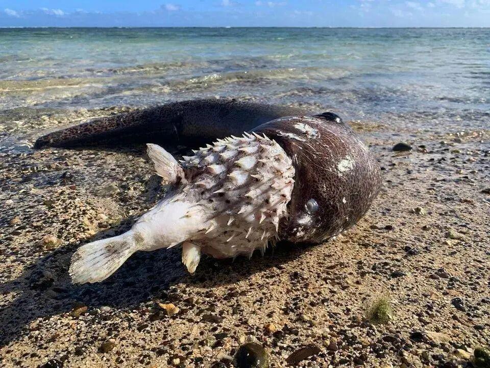 25個震撼瞬間：動物們為生存拼命上演的“殘酷真相”插圖11