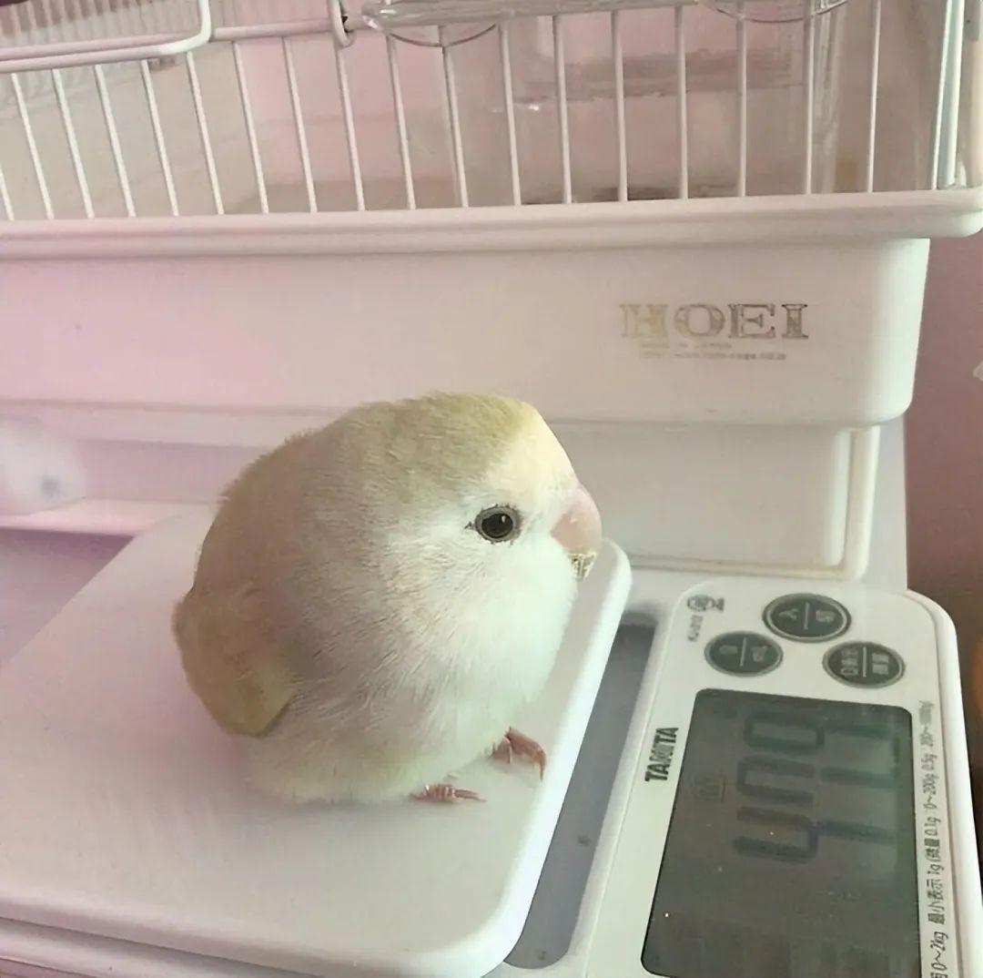 看完這31張圓形動物照，我才發現可愛原來也會讓人安靜下來插圖26