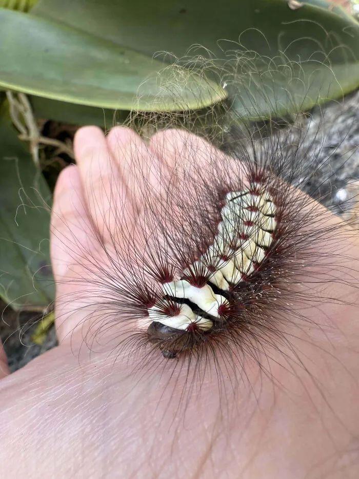 20種長得比科幻片還酷的昆蟲：別再怕，它們比你想象的更迷人！插圖15