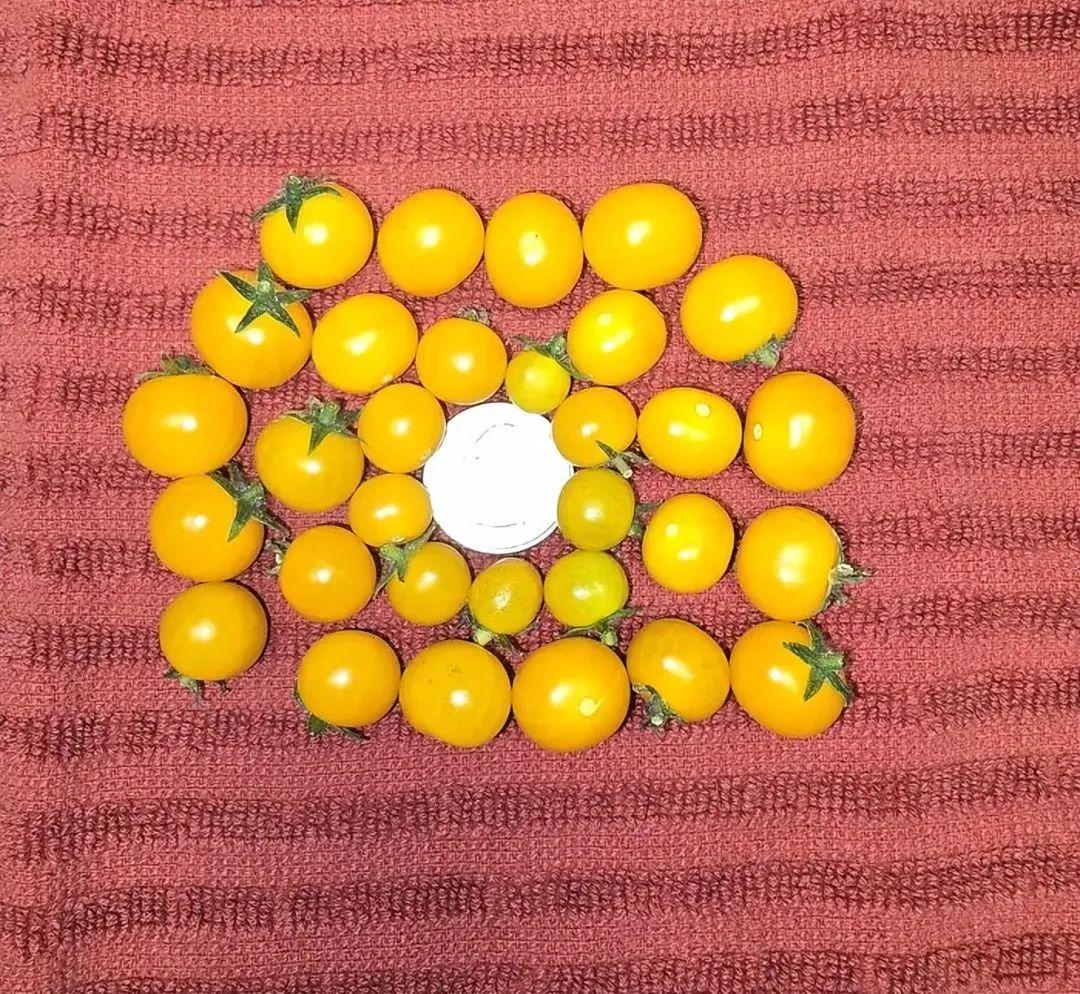 38張搞笑又扎心的收獲照：有人種出“拳頭番茄”，有人收獲一顆藍莓插圖22