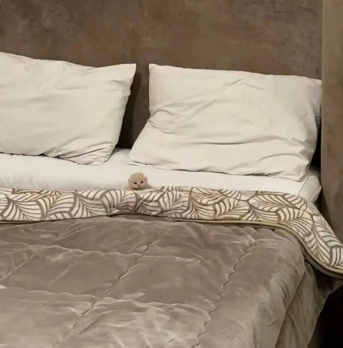 40次貓咪闖入最不合時宜的角落，卻意外戳中人類心底柔軟插圖7