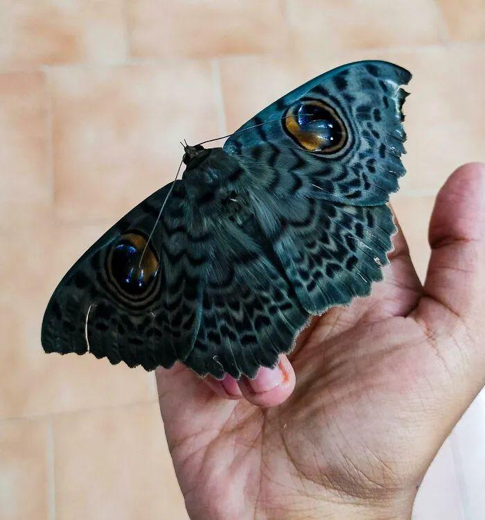 20種長得比科幻片還酷的昆蟲：別再怕，它們比你想象的更迷人！插圖2