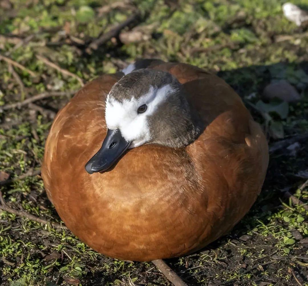 看完這31張圓形動物照，我才發現可愛原來也會讓人安靜下來插圖25