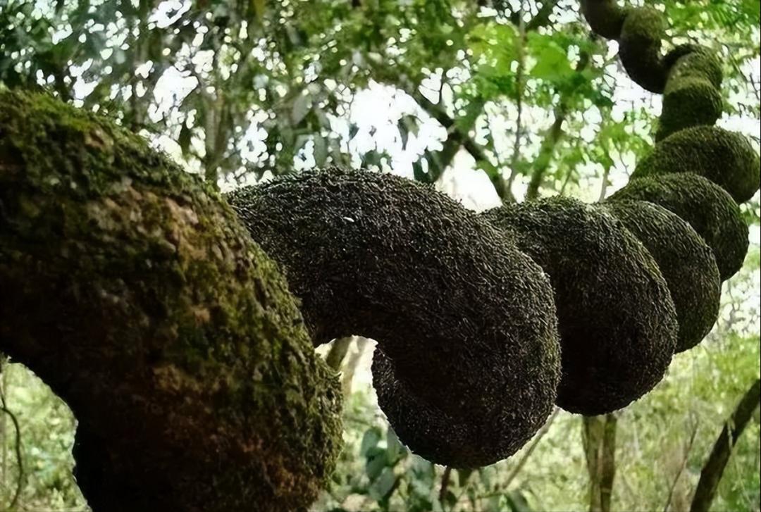 28棵“不正經”的樹：屁股、大長腿、搞笑臉，這屆樹木太會演了！插圖10