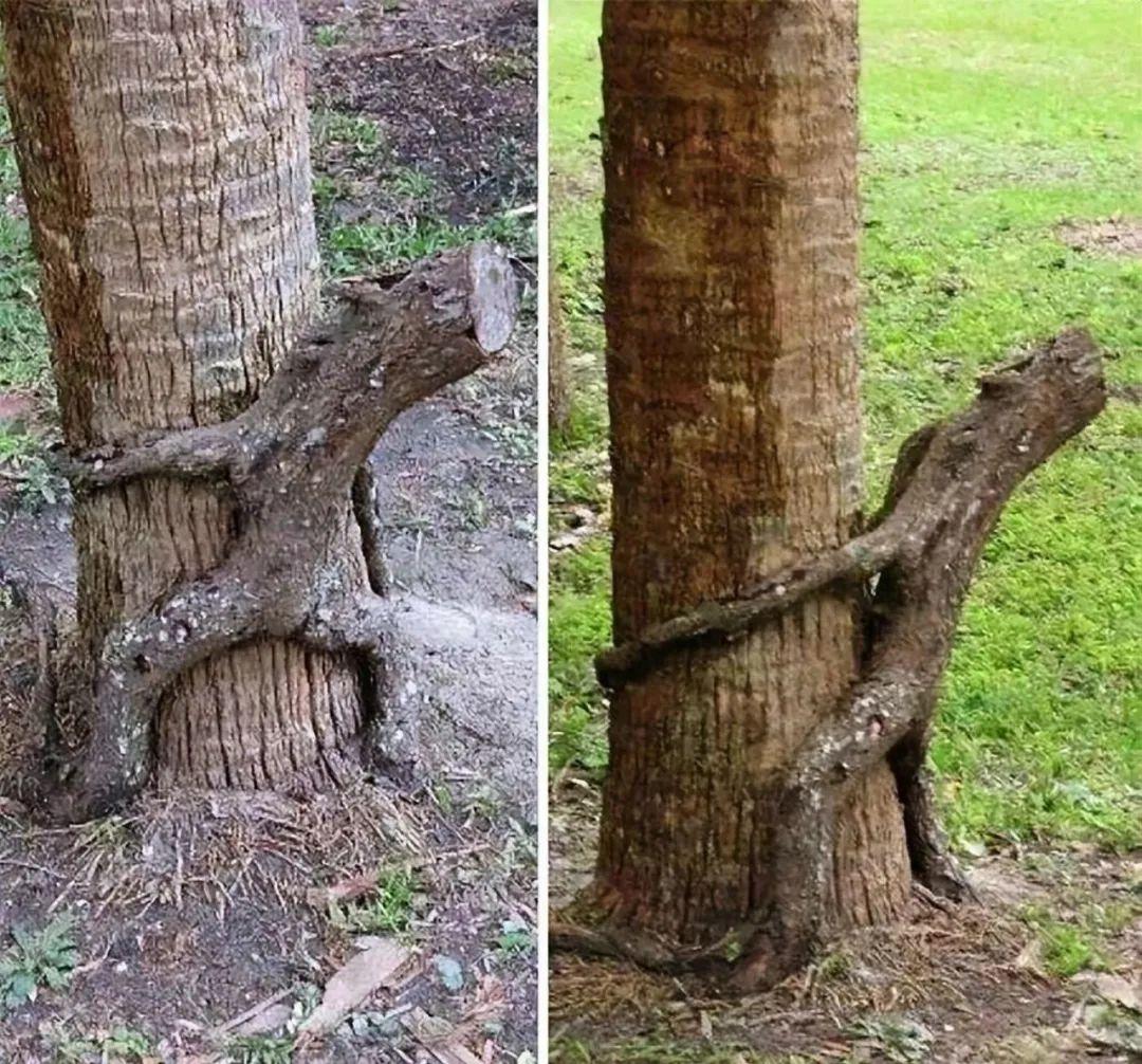 28棵“不正經”的樹：屁股、大長腿、搞笑臉，這屆樹木太會演了！插圖8