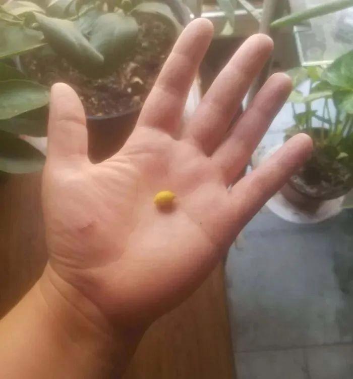 38張搞笑又扎心的收獲照：有人種出“拳頭番茄”，有人收獲一顆藍莓插圖10