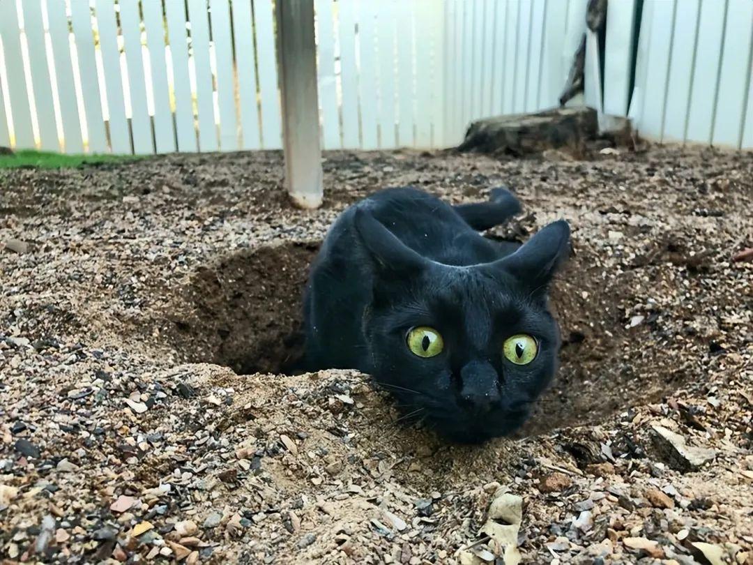 33張搞笑又不上鏡的動物照片，讓你的一天更精彩（新圖）插圖13