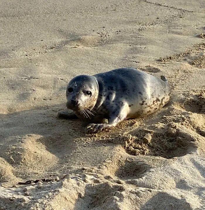 27次海灘驚魂發現：從恐龍腳印到鯨魚骸骨，真相比小說還離譜！插圖10
