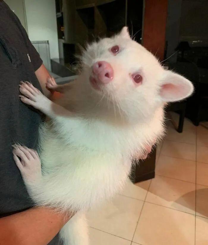 30 張“眼見不一定為實”的照片，挑戰你對現實的認知插圖3