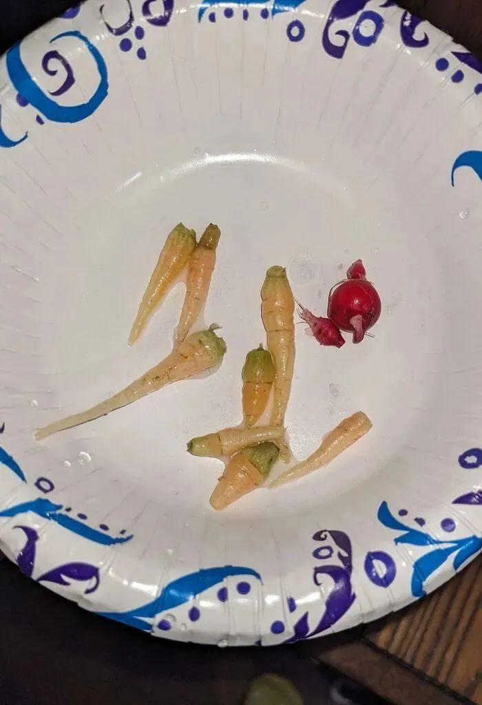 38張搞笑又扎心的收獲照：有人種出“拳頭番茄”，有人收獲一顆藍莓插圖20