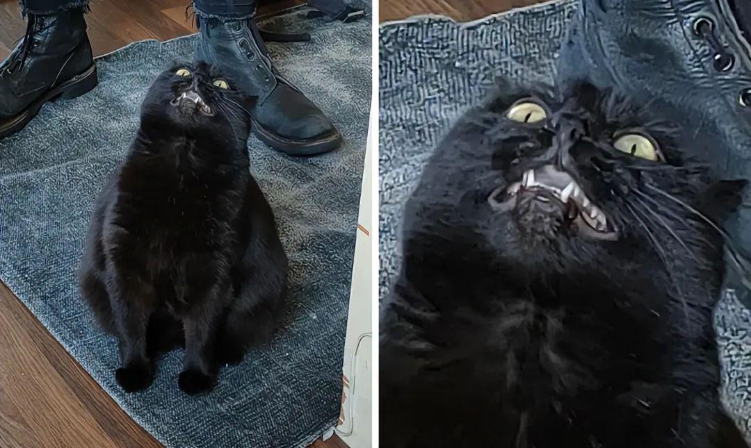 33張搞笑又不上鏡的動物照片，讓你的一天更精彩（新圖）插圖19