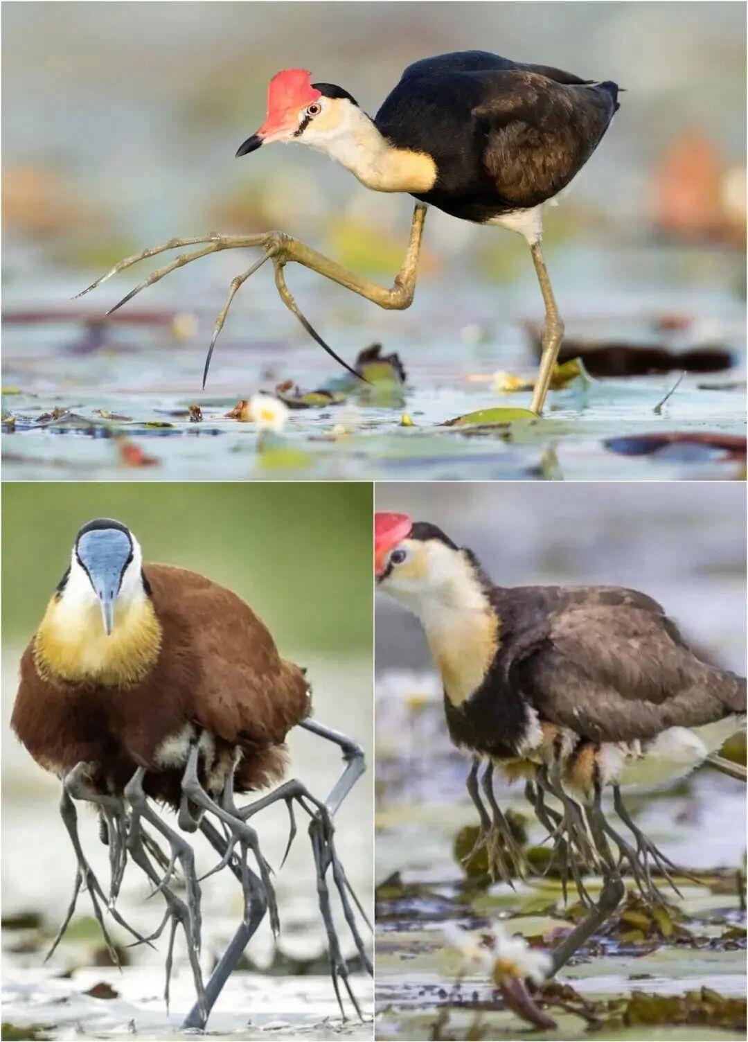 25個震撼瞬間：動物們為生存拼命上演的“殘酷真相”插圖13