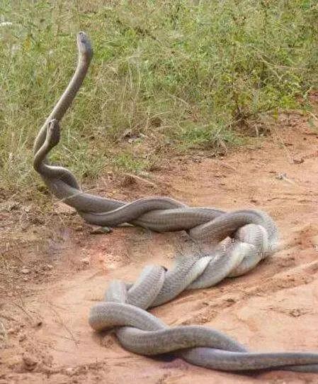 奇趣的動(dòng)物攝影圖集，驚艷無比、大開眼界、難得一見-無料攝影圈