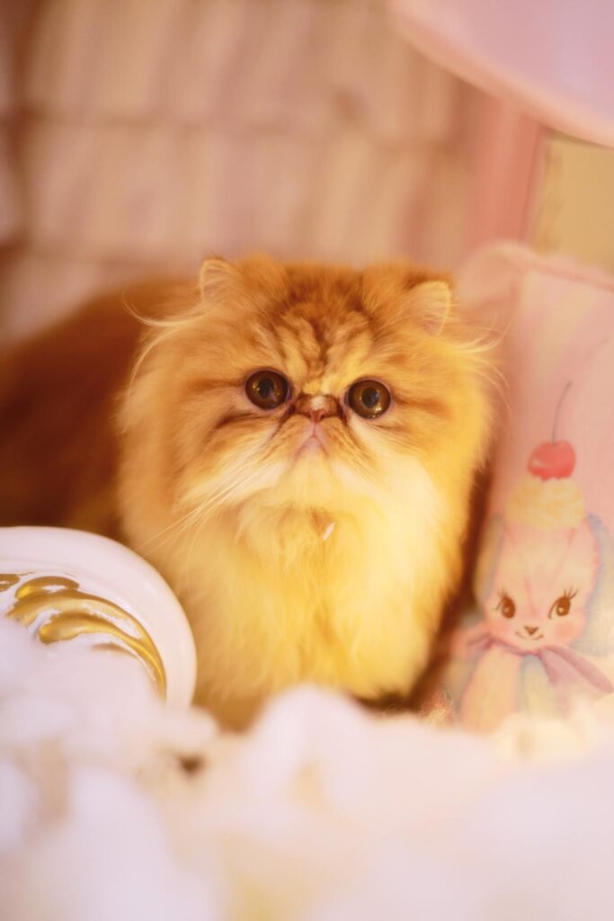 Coser鰻魚霏兒 NO.013 貓 [20P/197MB]插圖3