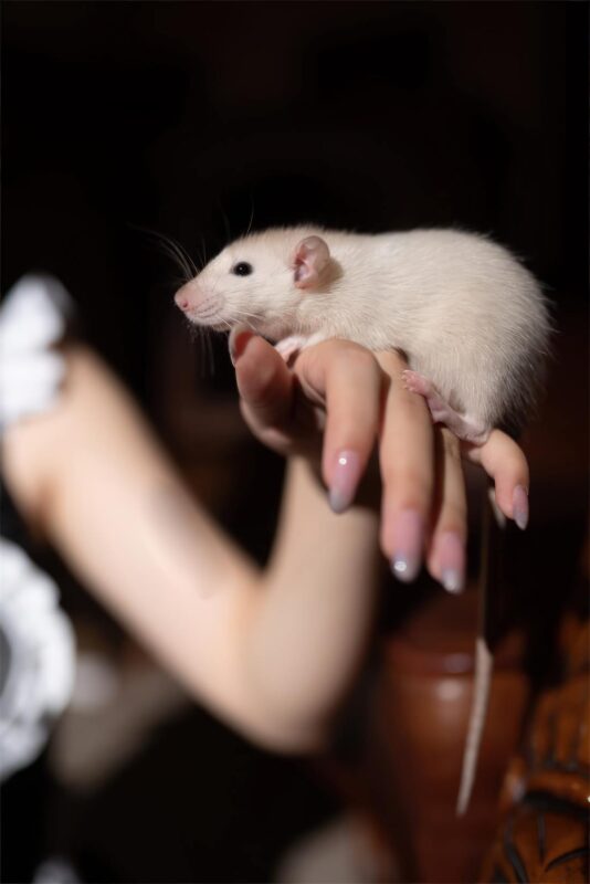 花鈴 NO.026 – 馬戲團(tuán)芭蕾 吊帶襪高叉[43P/324MB]-無料攝影圈