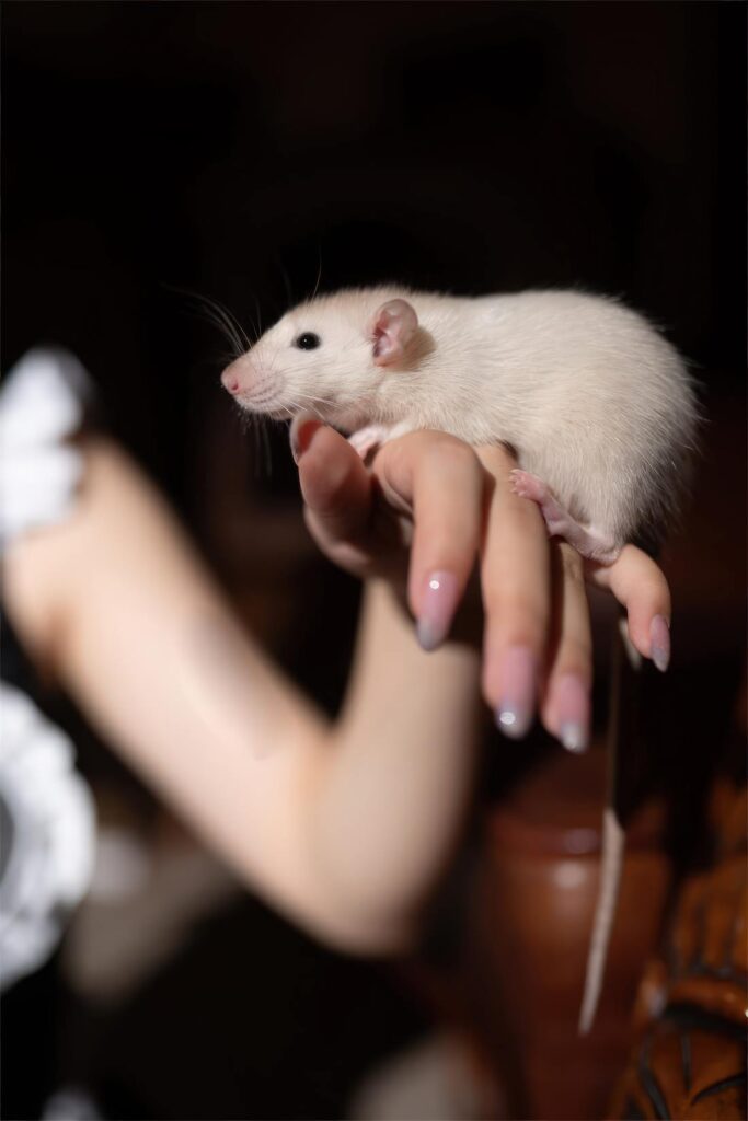 花鈴 NO.026 – 馬戲團(tuán)芭蕾 吊帶襪高叉[43P/324MB]插圖