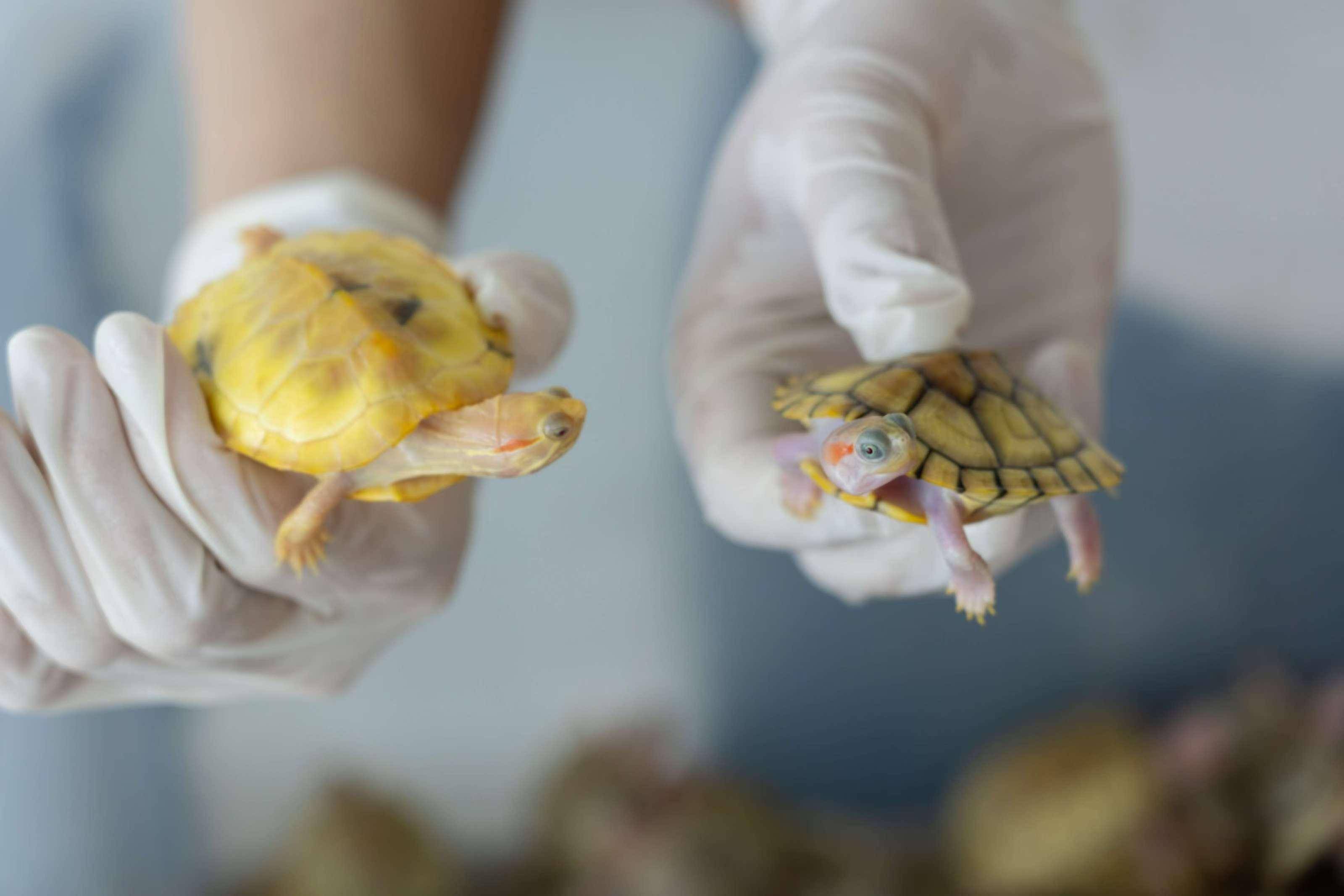 “神奇動(dòng)物”風(fēng)險(xiǎn)暗藏插圖1