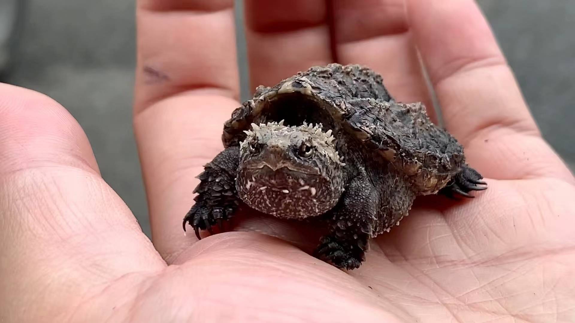 “神奇動(dòng)物”風(fēng)險(xiǎn)暗藏-無料攝影圈