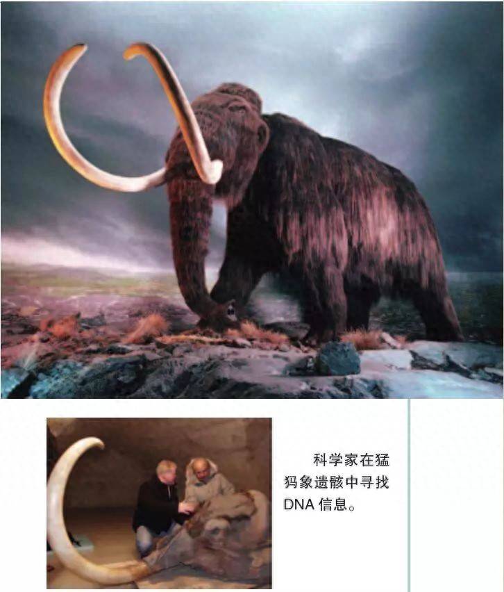 滅絕動(dòng)物大復(fù)活-無料攝影圈